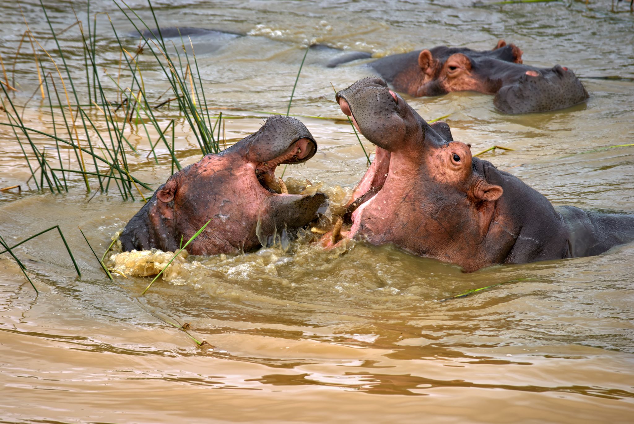 20161115 143117 Flusspferde (1)